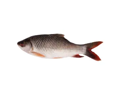 রুই মাছ