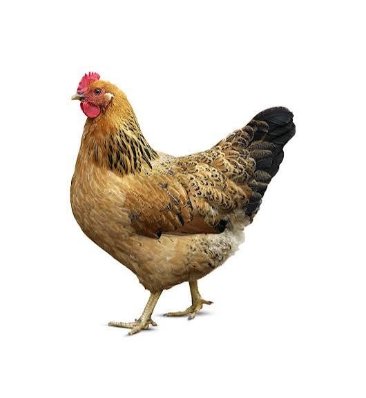 দেশি মুরগি