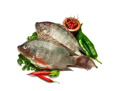 তেলাপিয়া মাছ
