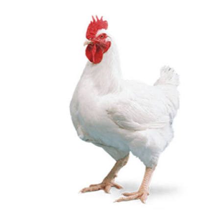 ব্রয়লার মুরগি